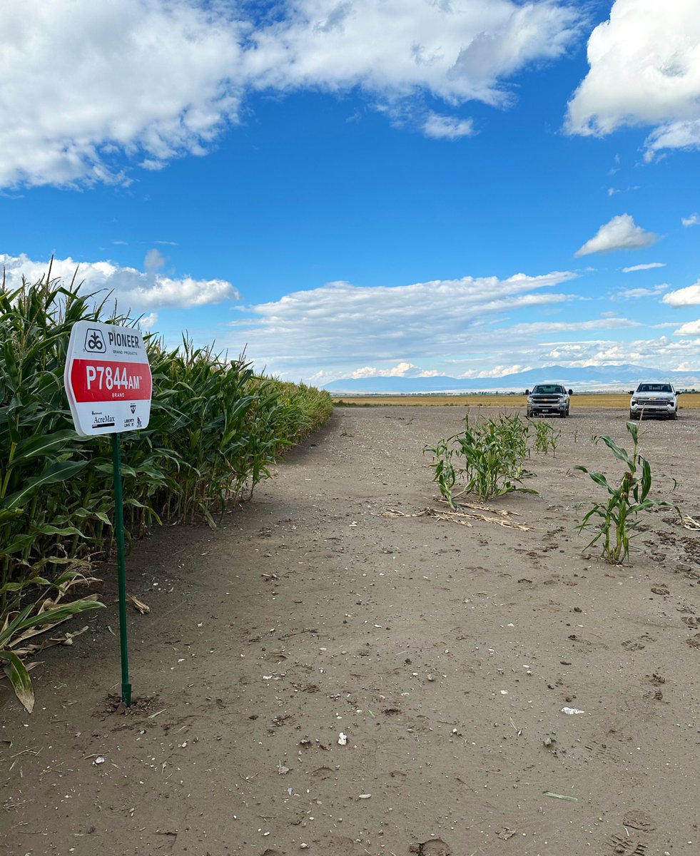 nelliespence142's tweet photo. Great plot day spent with Toston/Townsend/WSS &amp; Gallatin Valley area growers last week. These guys grow corn in some of the toughest environments - a huge testament to the trust that is had in our extreme early day products! @PioneerSeeds @BrettHeidema #PioneerSeedsMT https://t.co/PtUEJgfSZG