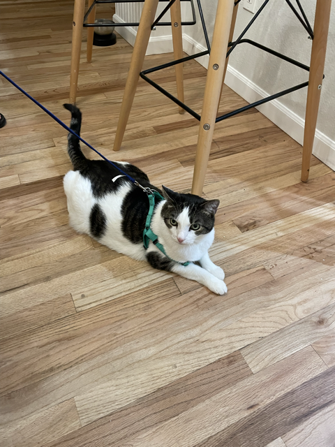 Maddy Apple (she/her) tweet media