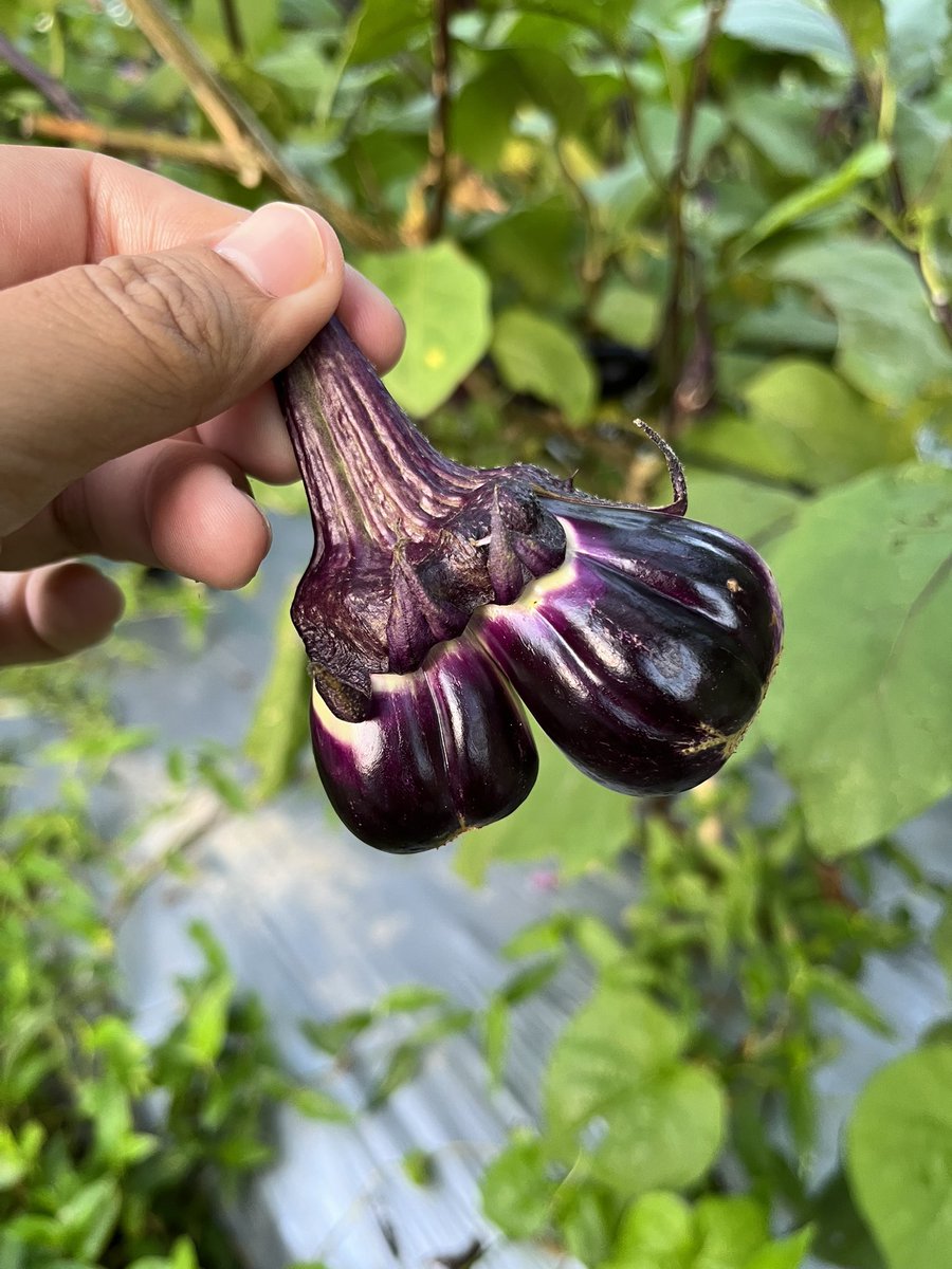 お久しぶりの双子ちゃん🍆🍆
今年はこういう子たちは少なかったなぁ😌