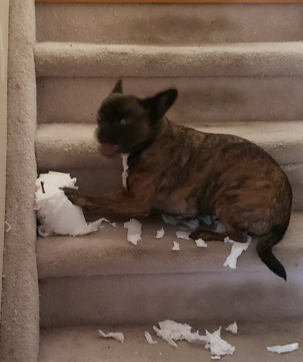 StoonStitcher's tweet photo. Mailbox is half #frenchbulldog half #chug. She is NOT a fan of bath time. In protest of today's bath she decided that this trouble making toilet paper role had to die. https://t.co/mSlvVFdrUG