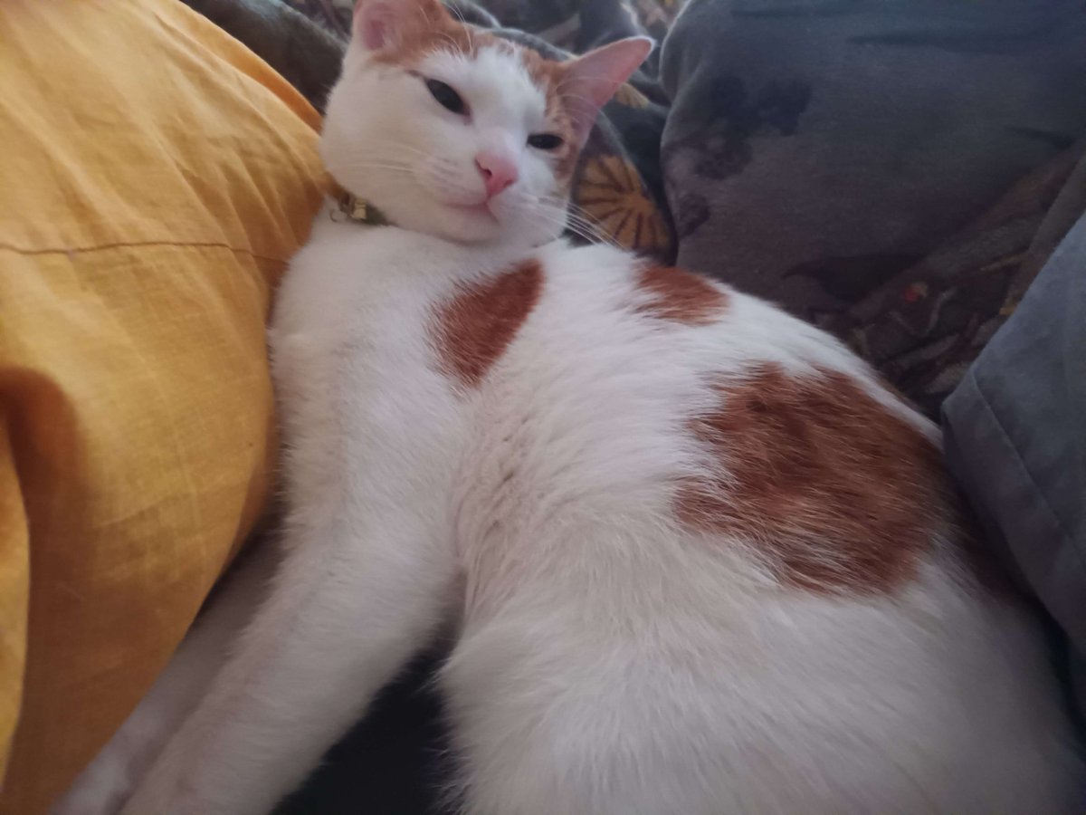 CraftBumble's tweet photo. SrMod Elle is a master of chaos and destruction and whenever he's not busy plotting world domination he loves goofing off on Bumblecraft!

Make sure to let your cat play some minecraft to keep them happy! ~ 🐱 https://t.co/vaEZvDRbUn