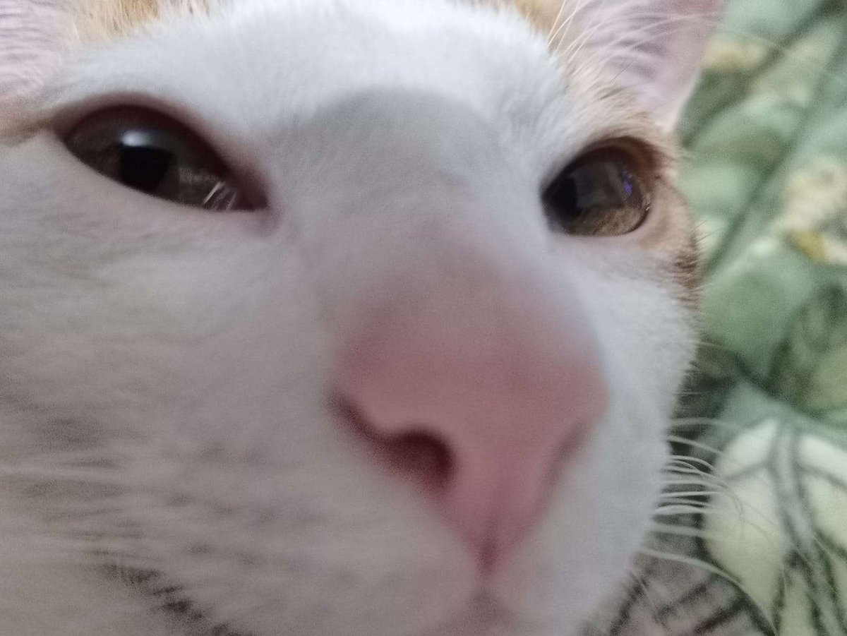 CraftBumble's tweet photo. SrMod Elle is a master of chaos and destruction and whenever he's not busy plotting world domination he loves goofing off on Bumblecraft!

Make sure to let your cat play some minecraft to keep them happy! ~ 🐱 https://t.co/vaEZvDRbUn