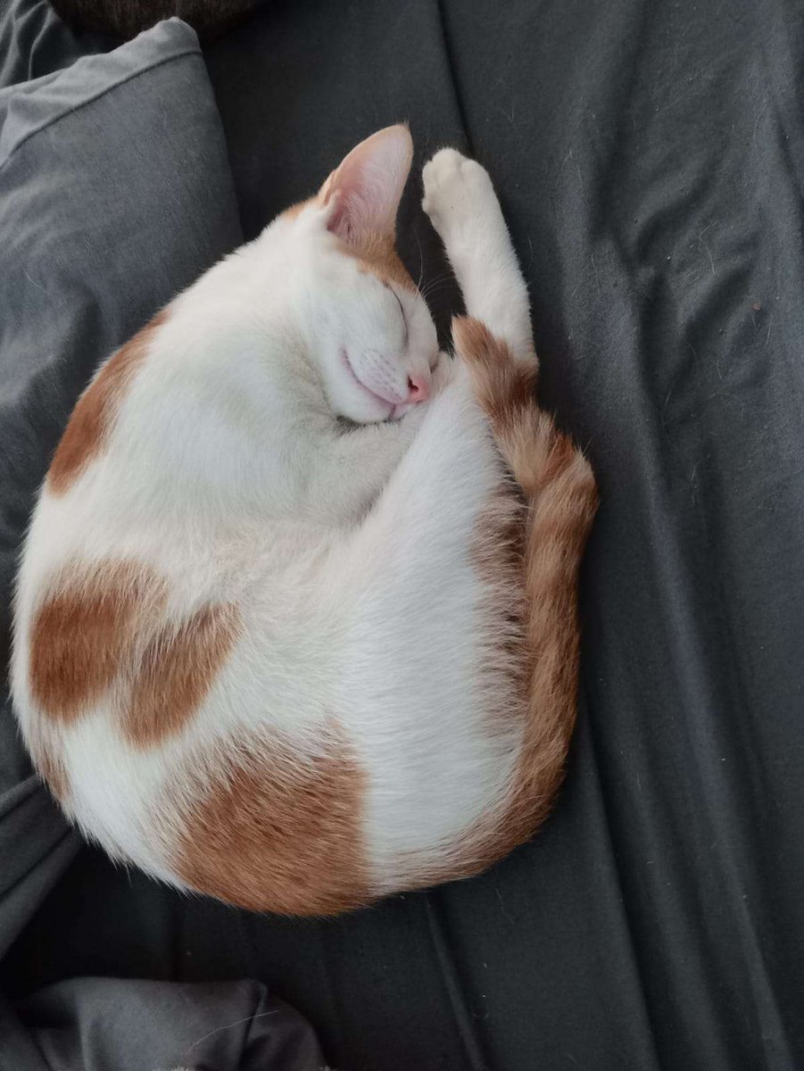 CraftBumble's tweet photo. SrMod Elle is a master of chaos and destruction and whenever he's not busy plotting world domination he loves goofing off on Bumblecraft!

Make sure to let your cat play some minecraft to keep them happy! ~ 🐱 https://t.co/vaEZvDRbUn
