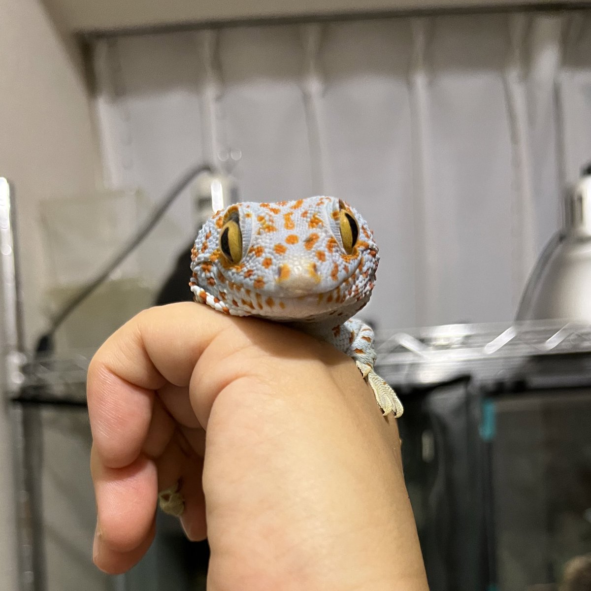 なんとか起きれた☀︎

昨日のおぼろちゃん🦎
久しぶりのハンドリングだからか少し表情がかたい🥲

#トッケイヤモリ