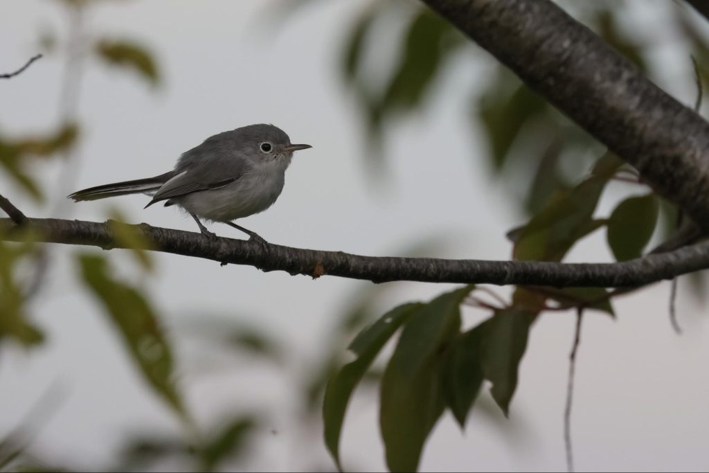 MarylandBiodiversity tweet media