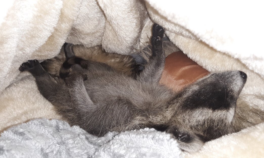 raccoonhourly's tweet photo. https://t.co/Gpr9ovMvMo