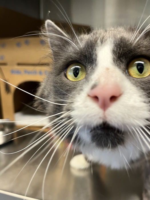 BC_SPCA's tweet image. ✨Introducing Gravy, a charming and devoted 4-year-old cat whose love for attention and unwavering companionship are a testament to the special bond that forms between cats and their human caretakers. Learn more about Gravy at bit.ly/45NlEx1 #vancouverbc