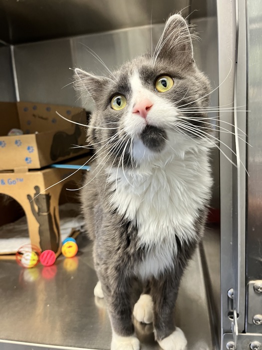 BC_SPCA's tweet image. ✨Introducing Gravy, a charming and devoted 4-year-old cat whose love for attention and unwavering companionship are a testament to the special bond that forms between cats and their human caretakers. Learn more about Gravy at bit.ly/45NlEx1 #vancouverbc