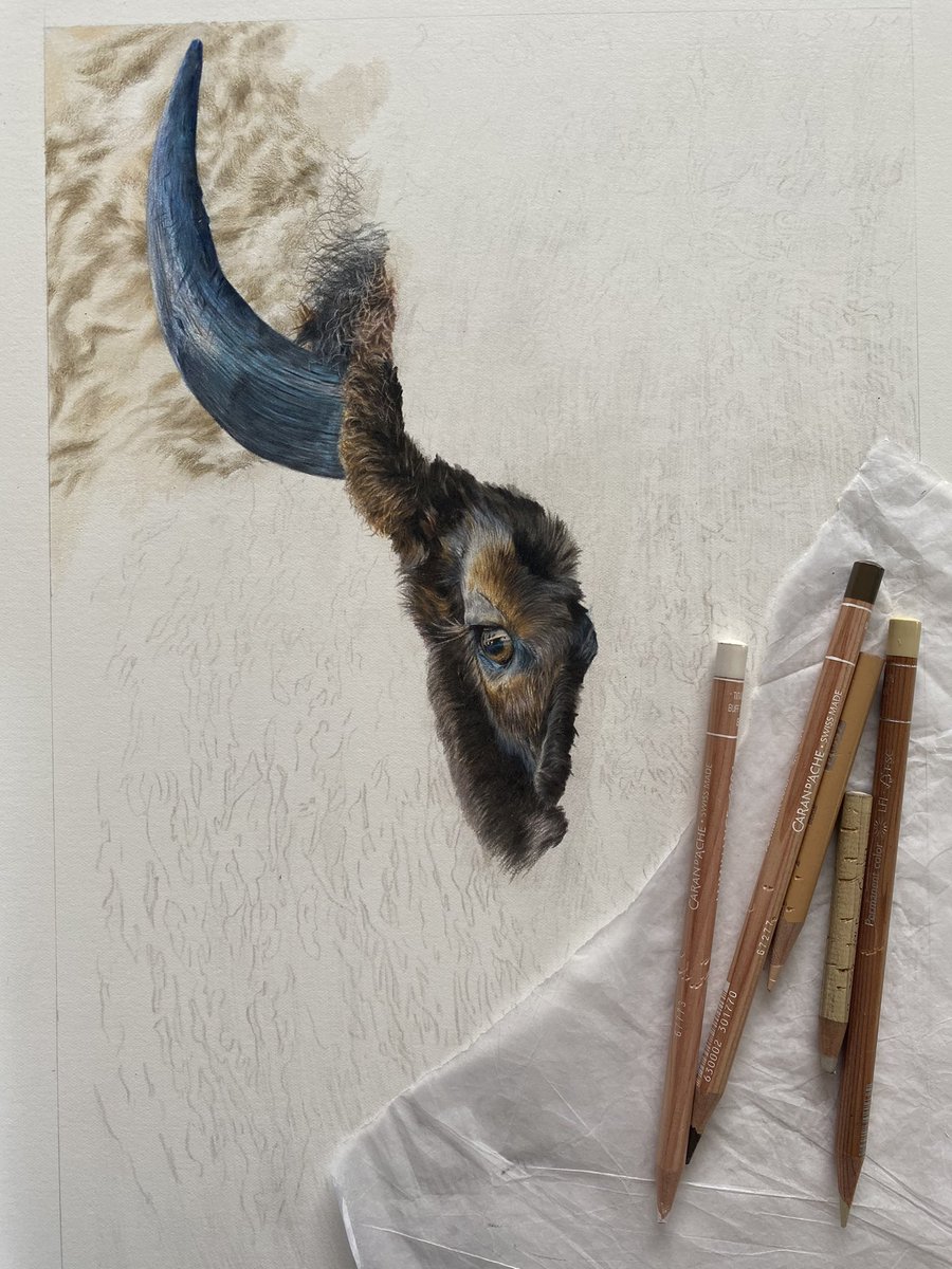 I decided to treat myself to big hairy face #bison #wildlifeart #art #wyoming #drawing #sketch #colouredpencil