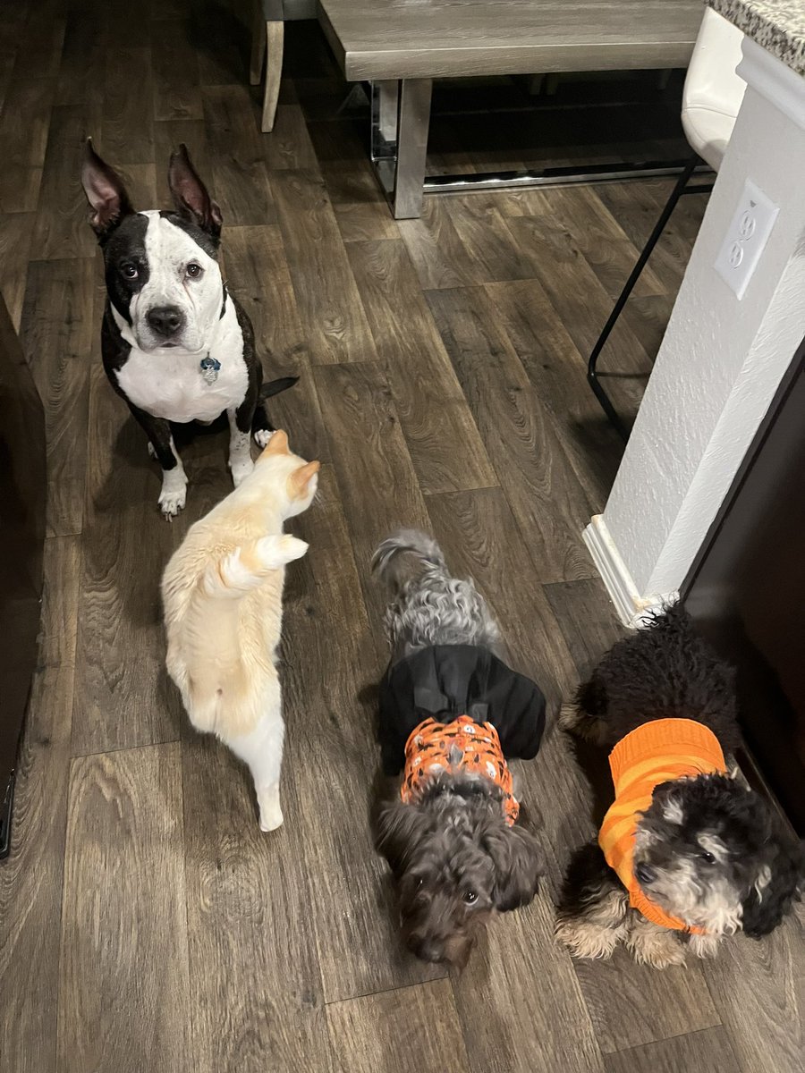 elise_cotton's tweet photo. It’s hard to get all 4 of them in a picture.

Rebel ❤️
Meridian ❤️
Remi ❤️
Teddy Crypto aka (Ted) ❤️

Share your pics of your pets. https://t.co/yvsKKqSnE8