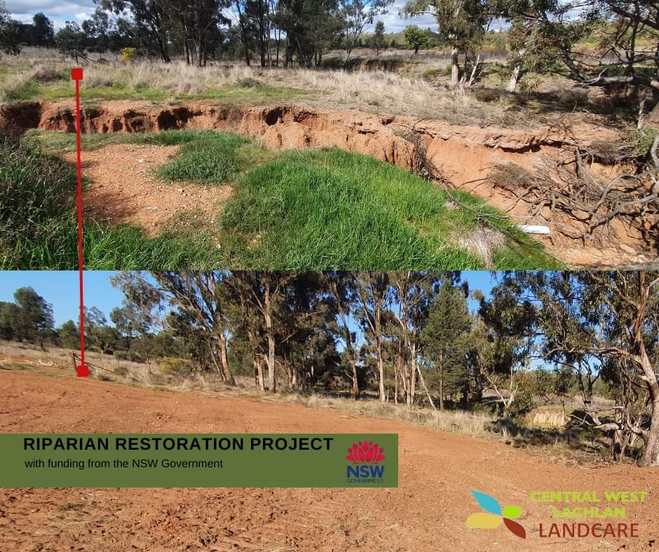 Central West Lachlan Landcare was a successful recipient of funding through the Landcare Riparian Restoration Grants, working on three projects in Back Yamma and Cookamidgera. Find our more about these projects in tomorrow's blog.
<a href="/CWLLandcare/">CWLLandcare</a>
#landcare #riparianrestoration