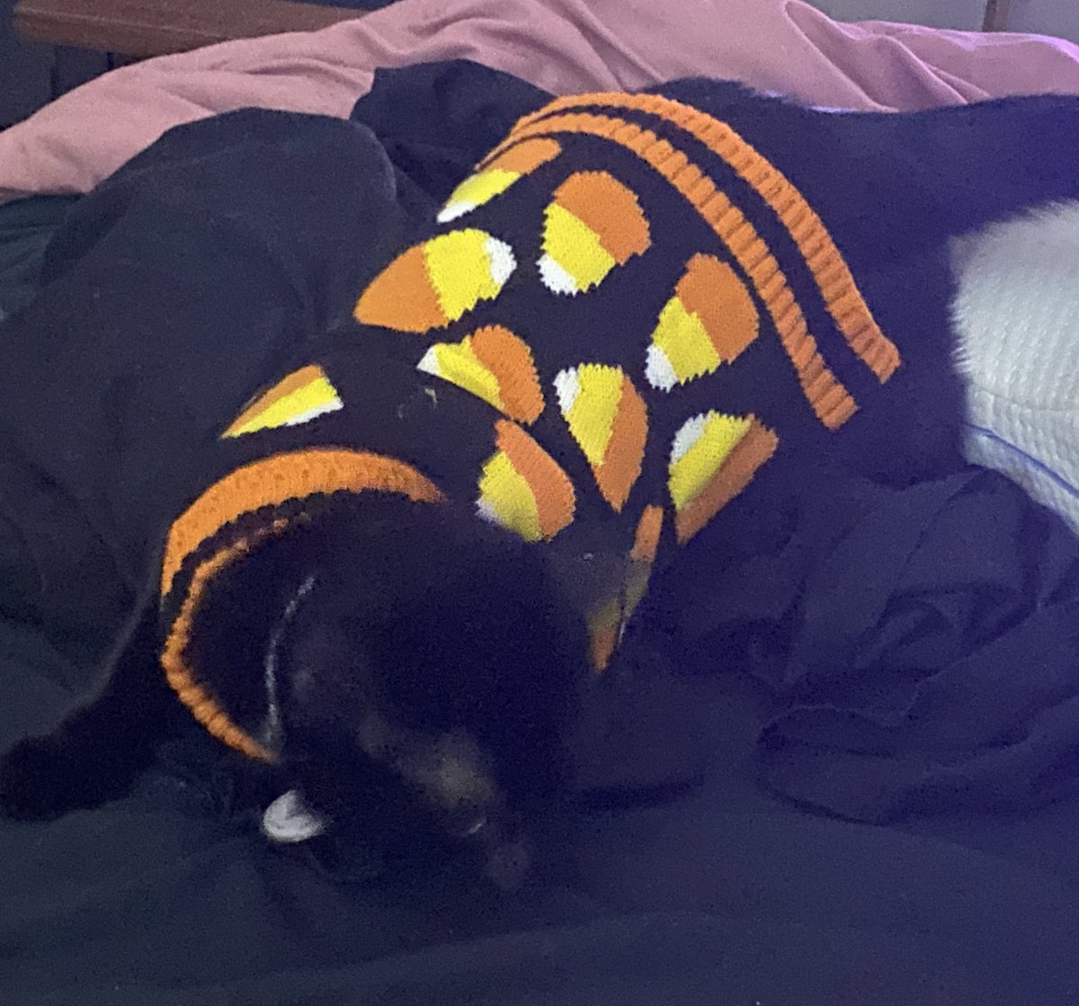 SpoopyLemonsVT's tweet photo. BATTY FINALLY FITS THE SMALLEST HALLOWEEN OUTFITS IM SCREAMING WEVE WAITED TWO YEARS FOR THIS
#halloweencat #blackcat #halloween #catsinsweaters https://t.co/BqR1eNa4Zs