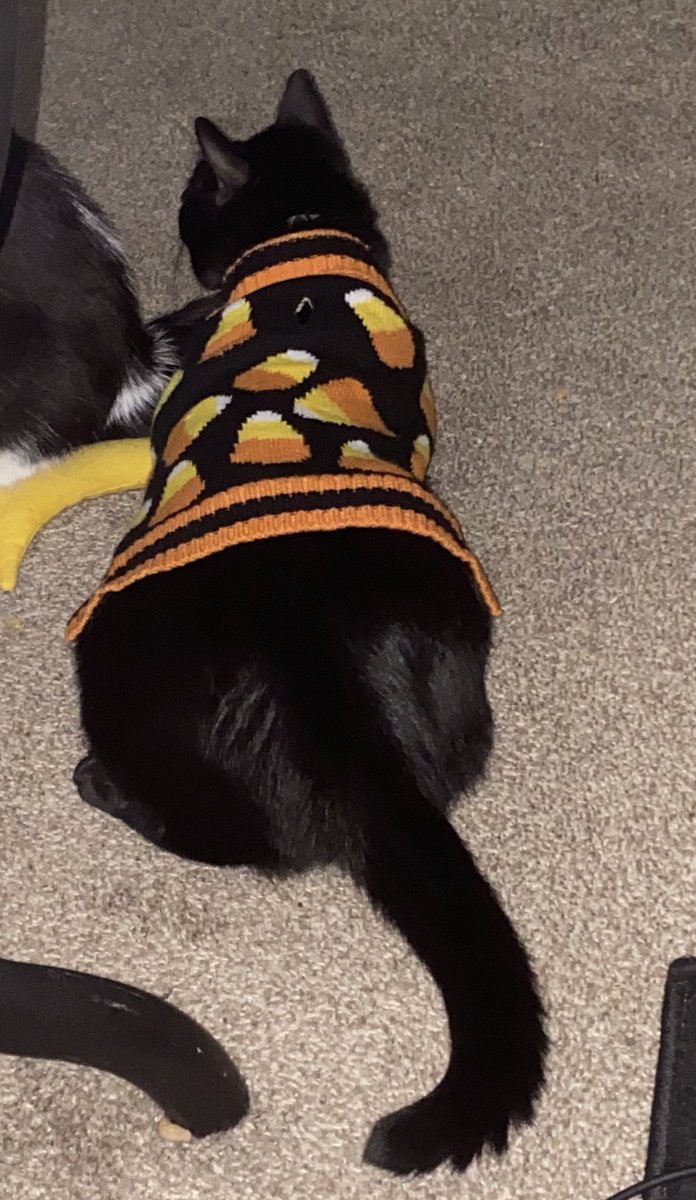 SpoopyLemonsVT's tweet photo. BATTY FINALLY FITS THE SMALLEST HALLOWEEN OUTFITS IM SCREAMING WEVE WAITED TWO YEARS FOR THIS
#halloweencat #blackcat #halloween #catsinsweaters https://t.co/BqR1eNa4Zs