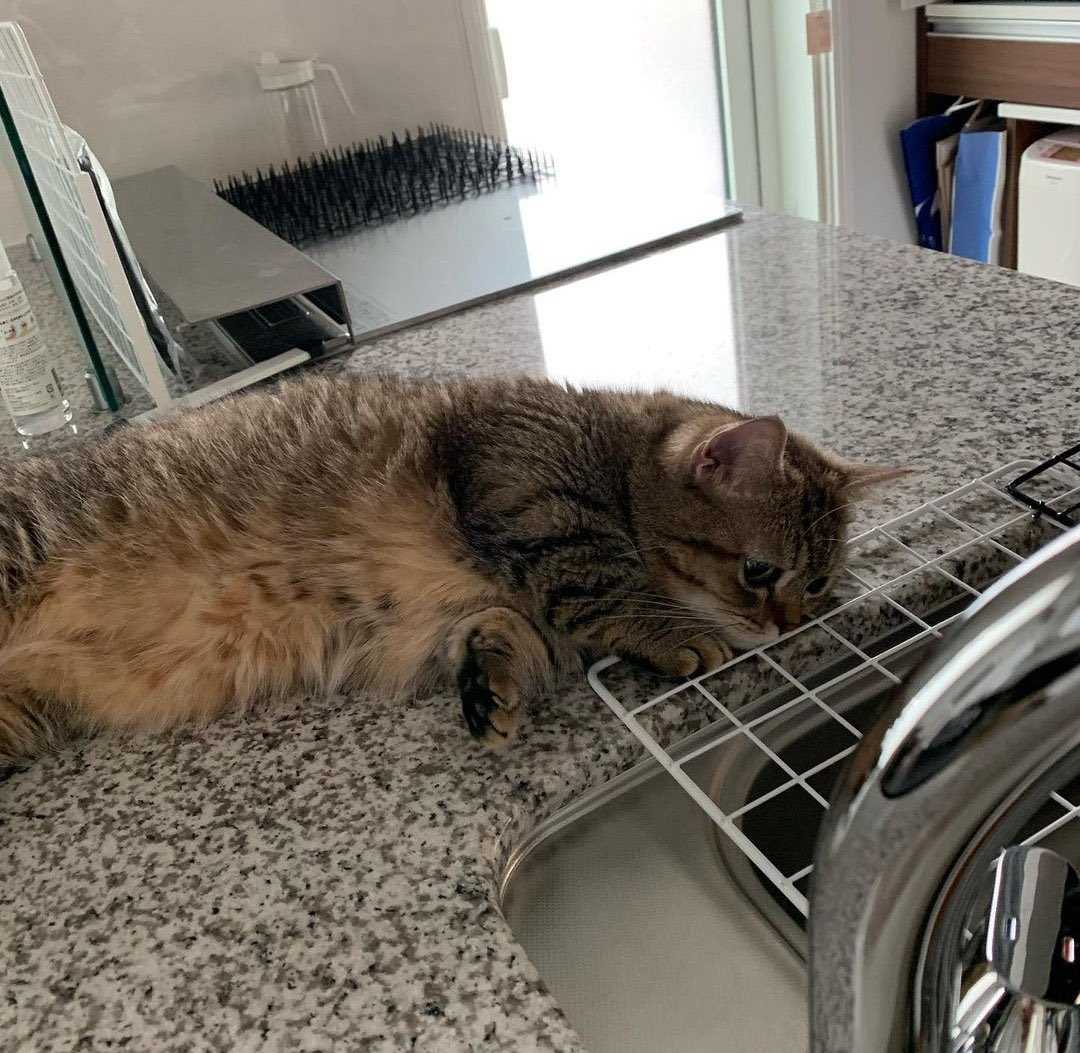 No Context Cats tweet media