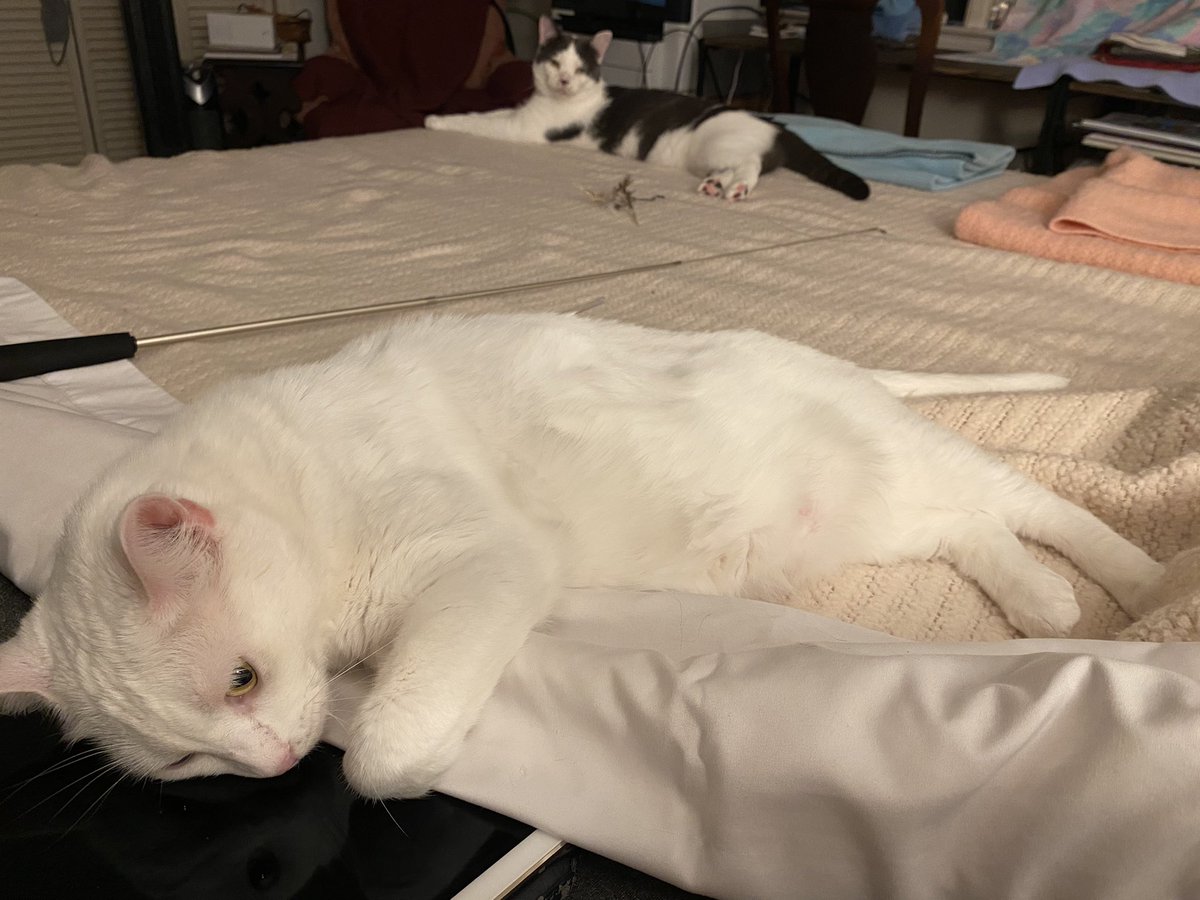 I love these quiet moments when nobody is trying to beat the other one up.