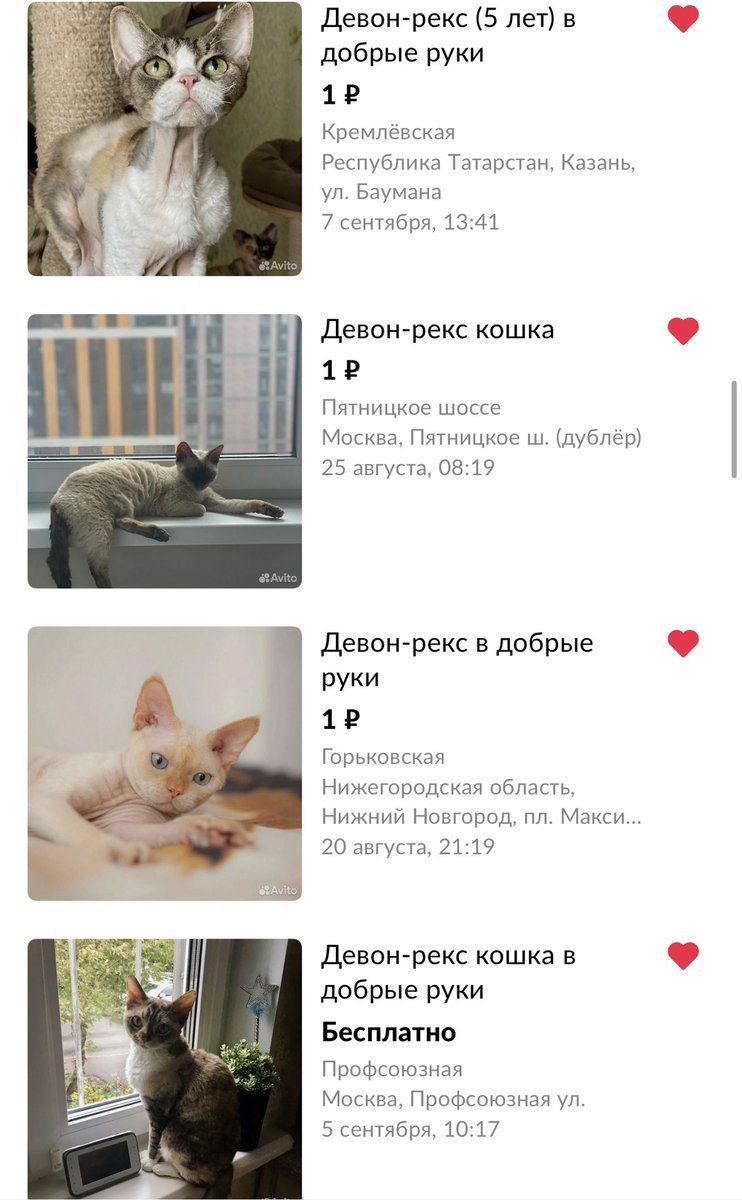 caxap_kit's tweet photo. Моё сердце разбито 💔

Я уже кучу раз писала о том, какие девон-рексы умные, смешные, добрые, ласковые котики (у меня их 4) и об их абсолютной преданности и привязанности к человеку.

И сейчас наткнулась на кучу объявлений,где их отдают бесплатно, потому что они больше не нужны😭 https://t.co/eHIB4ZoSv0