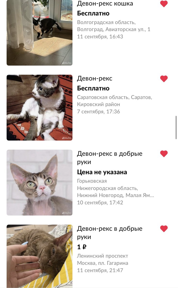 caxap_kit's tweet photo. Моё сердце разбито 💔

Я уже кучу раз писала о том, какие девон-рексы умные, смешные, добрые, ласковые котики (у меня их 4) и об их абсолютной преданности и привязанности к человеку.

И сейчас наткнулась на кучу объявлений,где их отдают бесплатно, потому что они больше не нужны😭 https://t.co/eHIB4ZoSv0