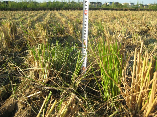 nissanchem_agri's tweet photo. 収穫時期といえば…

稲刈り後の本田内にクログワイが見えると翌年の収量にも悪影響とか💦

それは雑草の根にある"塊茎"…このまま耕耘爪で耕起すると広がってしまう原因に。そんなときは水田刈跡ラウンドアップ散布が効果的。

お役に立てれば嬉しいです✨ https://t.co/UVnb3VdGP0