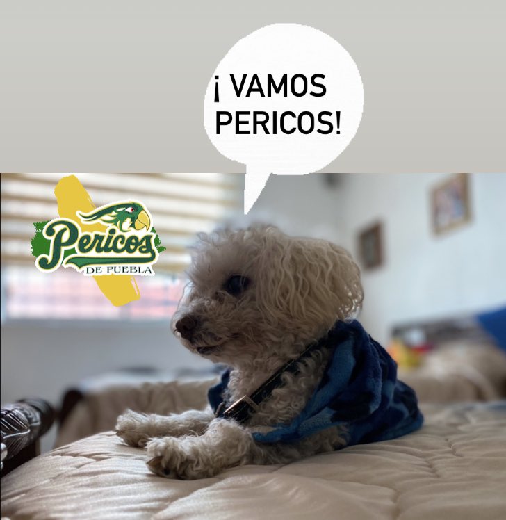 Ribalmaximus's tweet photo. Acá Leo apoyando a los @Pericos_Oficial desde CDMX #LMBxESPN https://t.co/VkLkZvpsbu
