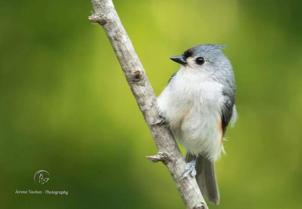 Serena Vachon - Photography tweet media