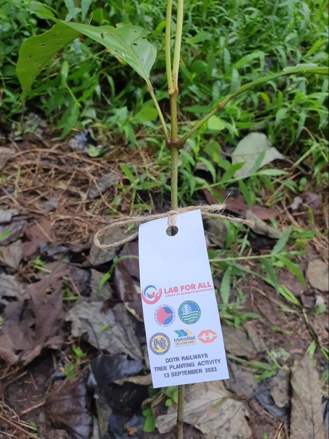 OfficialLRTA's tweet image. The DOTr-Railways Sector conducted a tree-planting activity on Wed, Sept 13 @ the La Mesa Watershed.

During the activity, 100 seedlings were planted by 28 personnel of the LRTA in support of bayanihan efforts in celebration of bday of PBBM.
#HBDPBBM
#LABForAll
#BagongPilipinas