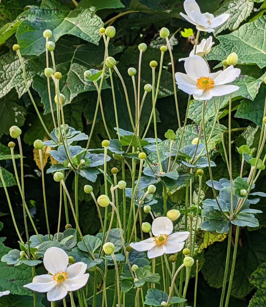 vidcat's tweet photo. Japanese thimbleweed blooms in late summer through early fall #Flowers #FlowersOfTwitter https://t.co/LsYX7M0SoW