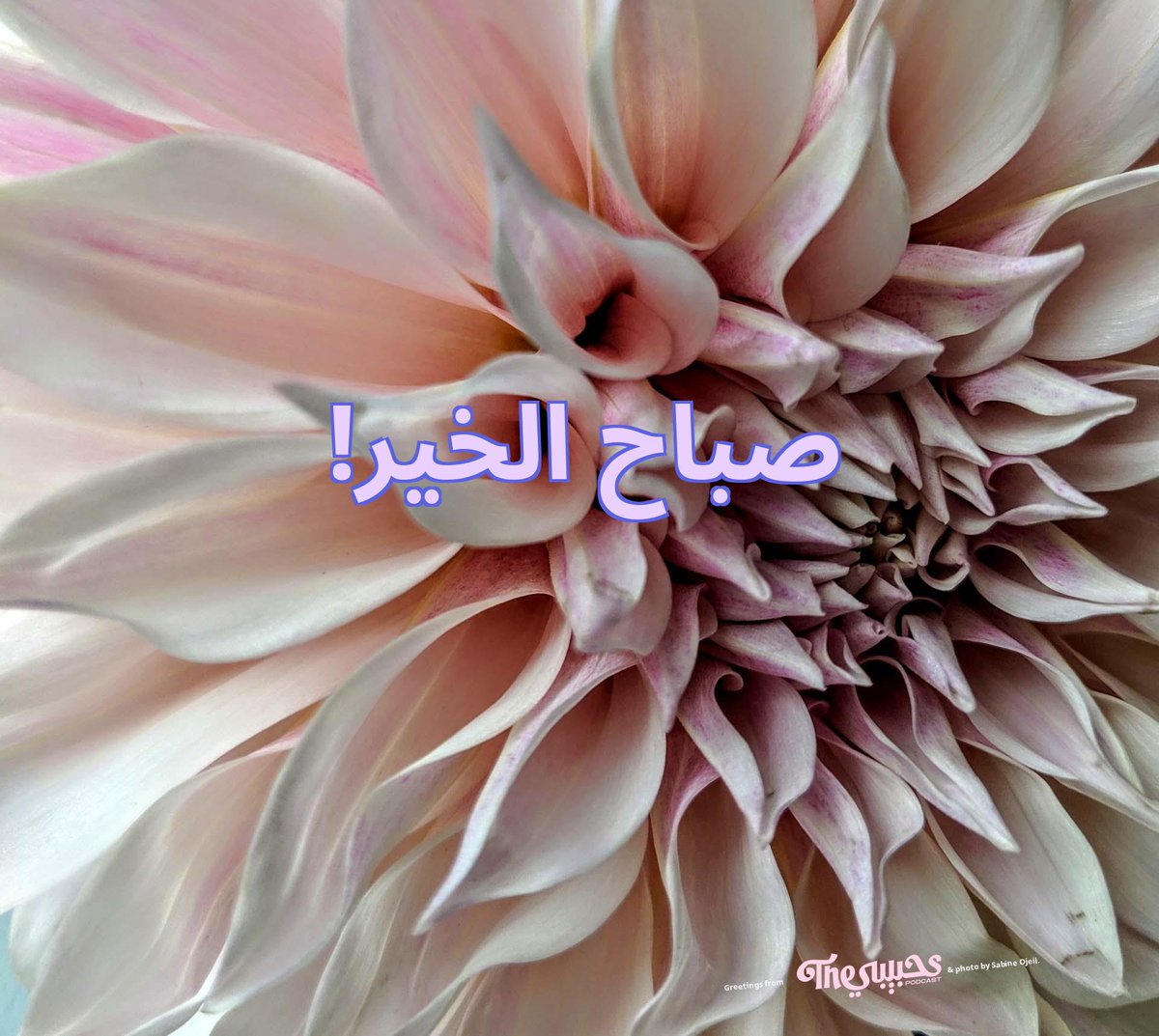 Ya elbi, enjoy the loveliest Wednesday!