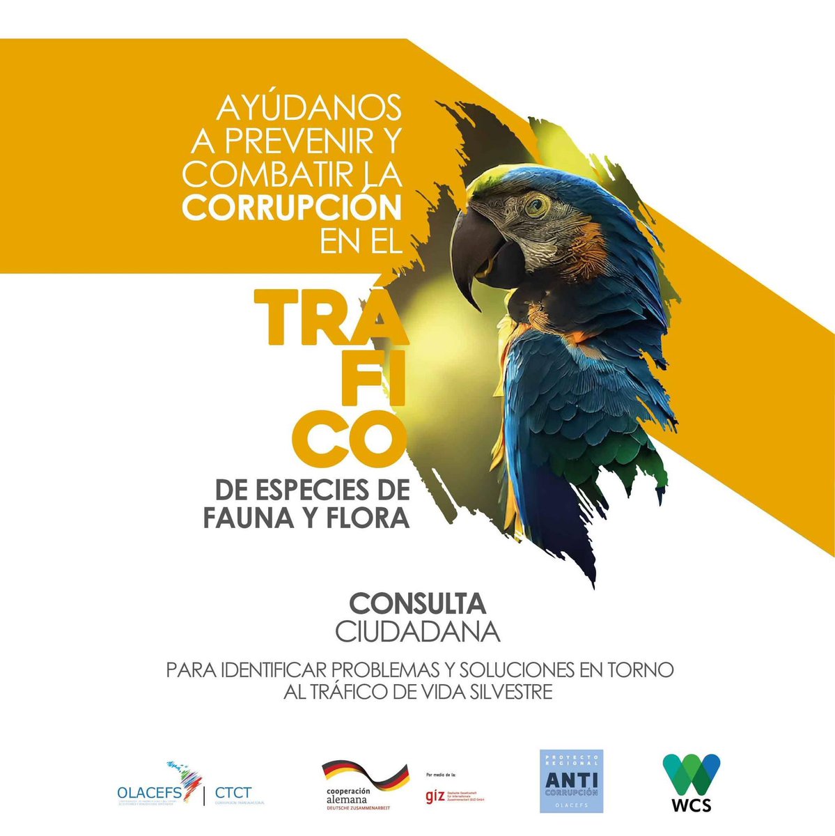 WCSEcuador's tweet photo. #NoAlTráficoDeEspecies 🐾 🌱 | ¿Ya participaste en esta #ConsultaCiudadana para la prevención de la corrupción relacionada al #TráficodeVidaSilvestre? La @OLACEFS_oficial te invita a compartir tu opinión y proteger la biodiversidad.
¡Infórmate! 📲 https://t.co/1exqm0X5h4
🖐💚💙 https://t.co/laopzj8qcl