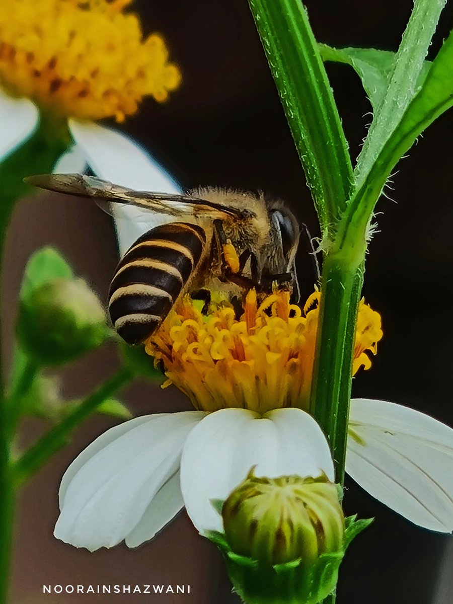 alyasherwan's tweet photo. Black Jack Flower with Bee

#NaturePhotography
#nature 
#photography 
#Bee
#Flower
#smartphone https://t.co/7msjrg6Djb