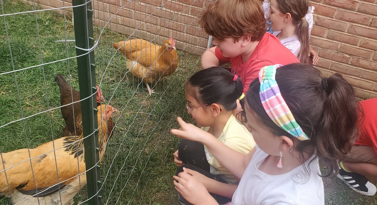 First visit to see #ouroaktonchickens