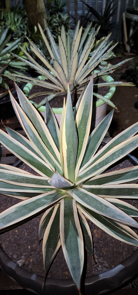 Agave snow glow
