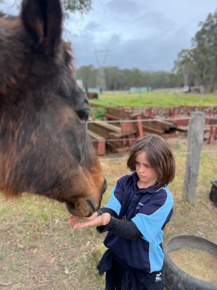 PROVINCIAL RACING (@provracingnsw) on Twitter photo Check out this great story on <a href="/kbuchananracing/">Kristen Buchanan</a>'s care for her retired racehorses, including her 1st ever winner 25-year-old Tingling Sensation 👇#provincialracing provincialracingnsw.com.au/post/lovingly-… Check out this great story on <a href="/kbuchananracing/">Kristen Buchanan</a>'s care for her retired racehorses, including her 1st ever winner 25-year-old Tingling Sensation 👇#provincialracing provincialracingnsw.com.au/post/lovingly-…