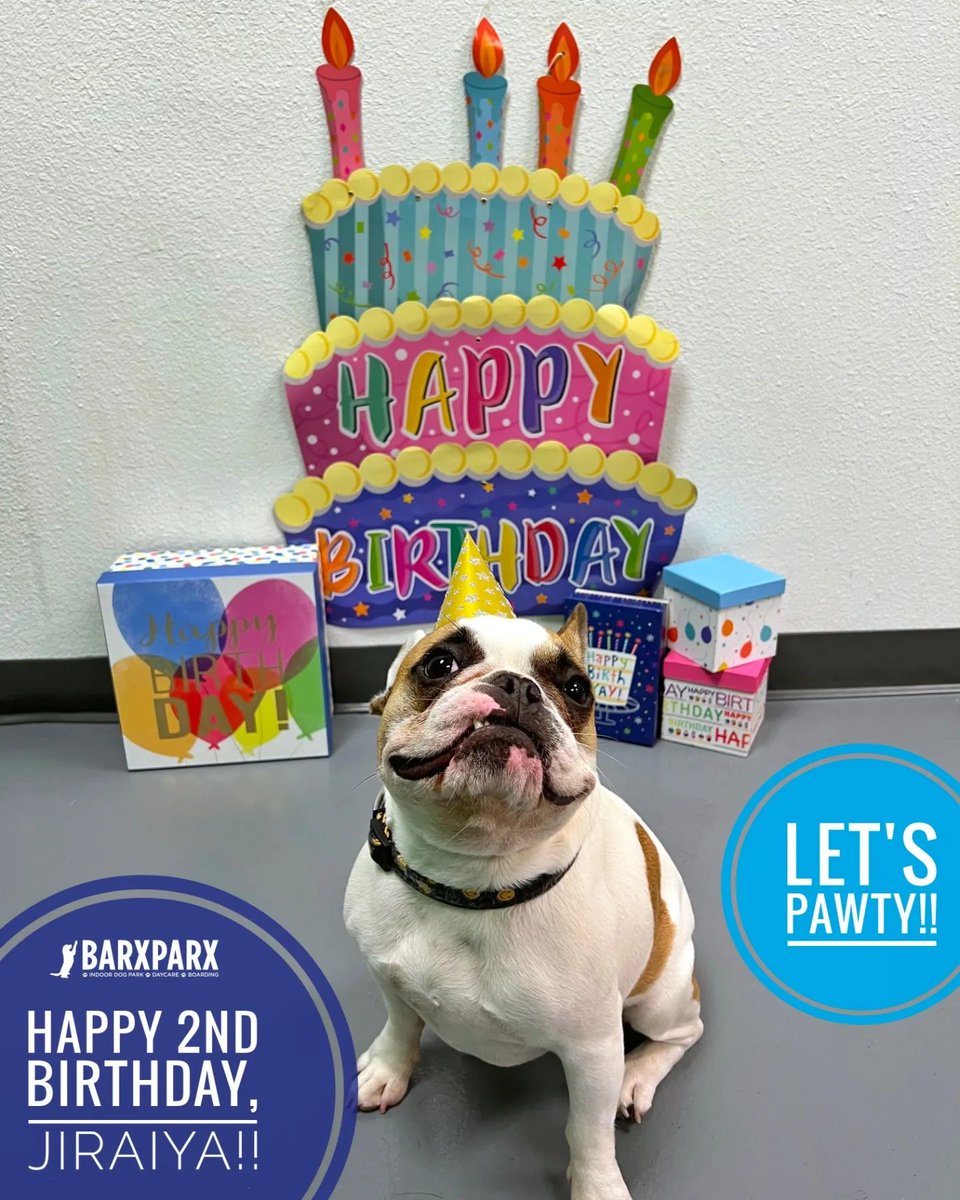 : 💙💙💙 Happiest 2nd birthday to Jiraiya!! 🎉🎈🎁 This hilarious, handsome and happy good boy turned TWO and wanted to spend his big day celebrating with all of his BP fur-riends!! We woof you so much, bu... #dogs #dogsoftwitter #dogpark #barxparx instagram.com/p/CxG_mdWPukF/