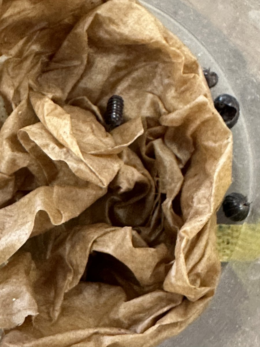 mrs_beadle's tweet photo. Today we used the Seek app &amp; Pebblego to learn more about Pillbugs (potato bugs) that Ss were finding on the school yard @SACTVDSB ! After learning that they need to stay wet to stay alive we decided to add some damp paper towel to our bug jar! #TVDSBkinder @LisaPaiva6 https://t.co/Lxs665OpXt