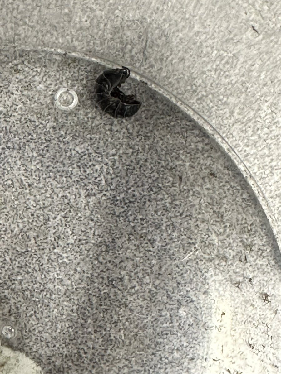 mrs_beadle's tweet photo. Today we used the Seek app &amp; Pebblego to learn more about Pillbugs (potato bugs) that Ss were finding on the school yard @SACTVDSB ! After learning that they need to stay wet to stay alive we decided to add some damp paper towel to our bug jar! #TVDSBkinder @LisaPaiva6 https://t.co/Lxs665OpXt
