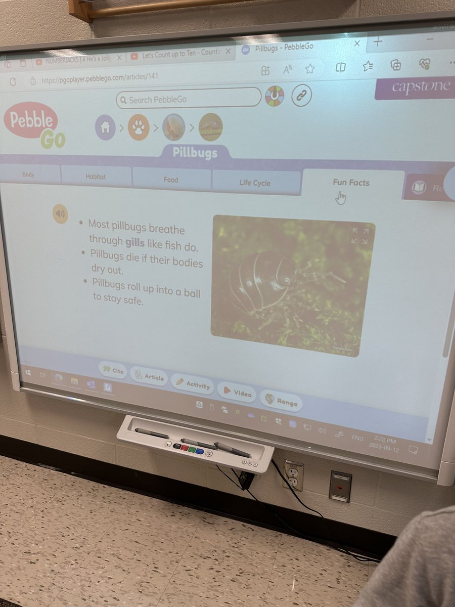 Today we used the Seek app &amp; Pebblego to learn more about Pillbugs (potato bugs) that Ss were finding on the school yard <a href="/SACTVDSB/">Sir Arthur Currie PS</a> ! After learning that they need to stay wet to stay alive we decided to add some damp paper towel to our bug jar! #TVDSBkinder @LisaPaiva6