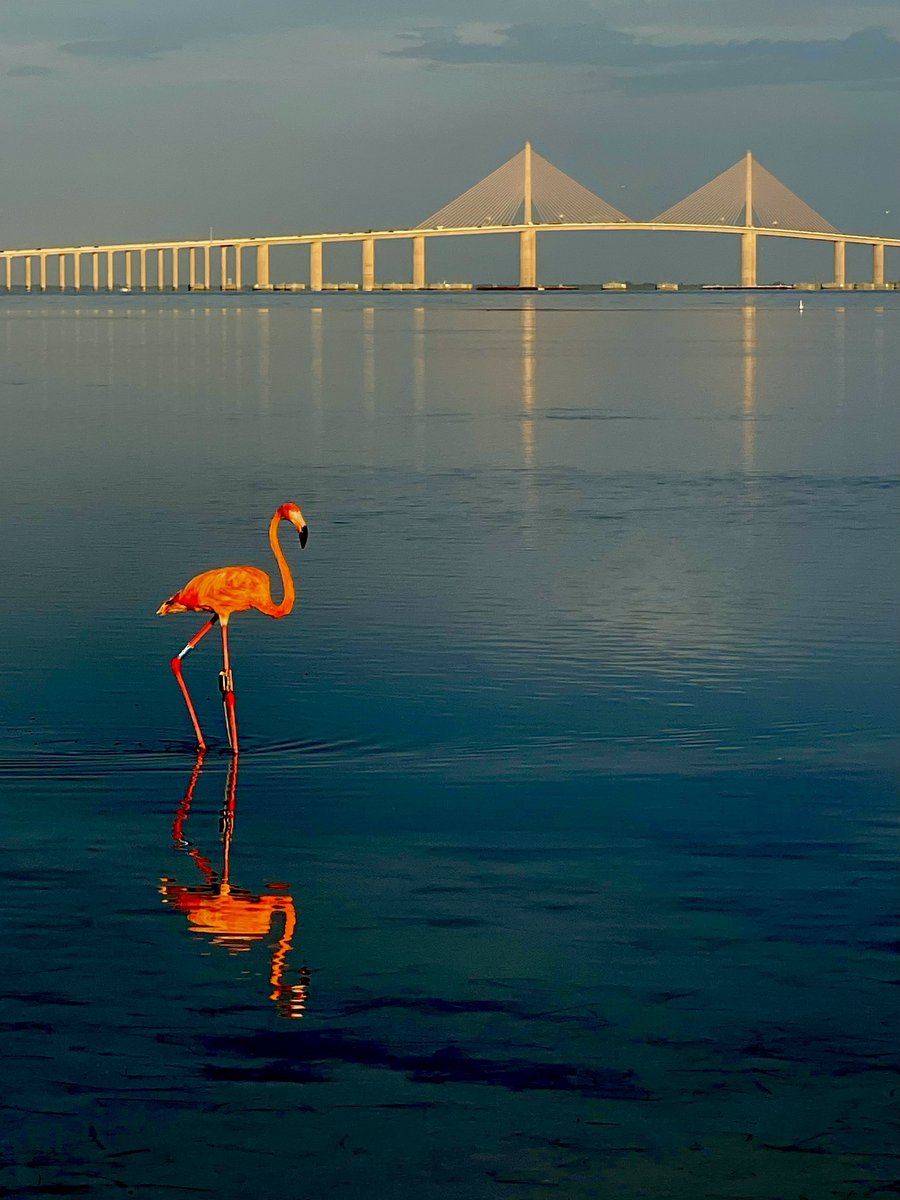 Paul Dellegatto⚡️FOX (@paulfox13) on Twitter photo Hate that it took a hurricane to get them here, but it sure is great to have Flamingos in town. 📷 <a href="/FOX13News/">FOX 13 Tampa Bay</a> photographer Scott Wilson near the Skyway on Saturday. 🦩 Hate that it took a hurricane to get them here, but it sure is great to have Flamingos in town. 📷 <a href="/FOX13News/">FOX 13 Tampa Bay</a> photographer Scott Wilson near the Skyway on Saturday. 🦩