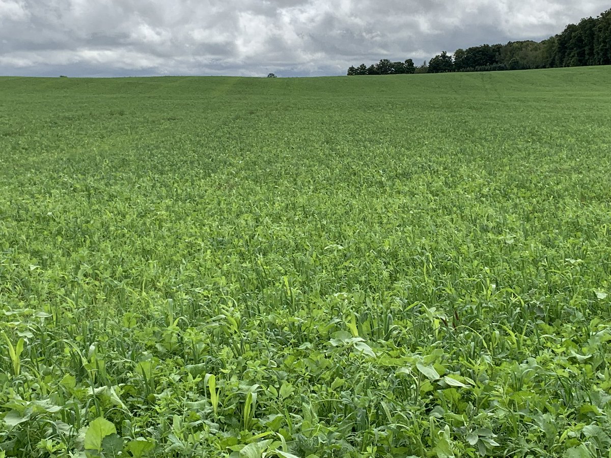 Ken Schaus 🇨🇦 tweet media