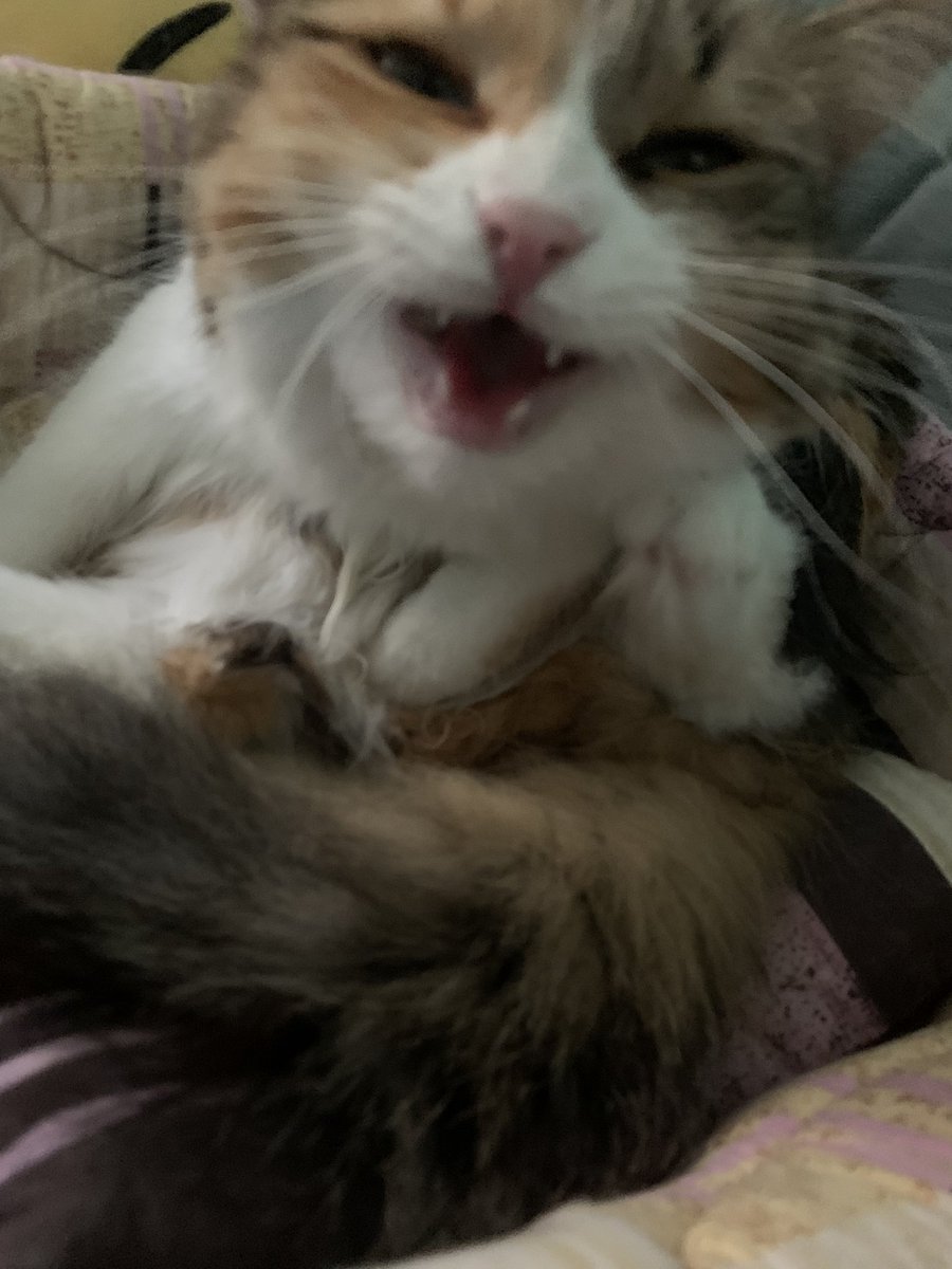 kseshesh's tweet image. вот вам кошечка, чтобы было хоть какое то разнообразие тут