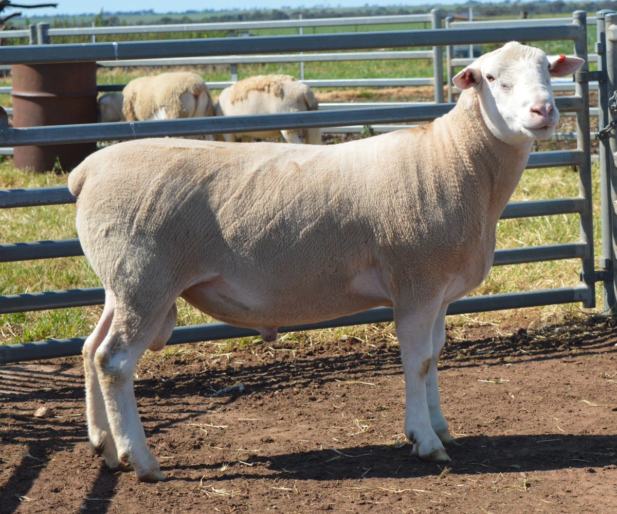 ashmorews's tweet photo. Our 10 stud rams are now online. 6 of these in top 1% on TCP and 7 of them used as ram lambs.
Full details of the ram's ASBVs and their videos are in the link: https://t.co/97my5Eh0Bu
On Property Ram Sale - 25th September 12:30pm SA time. Interfaced with Auctions Plus. https://t.co/OHKxFDDMSg