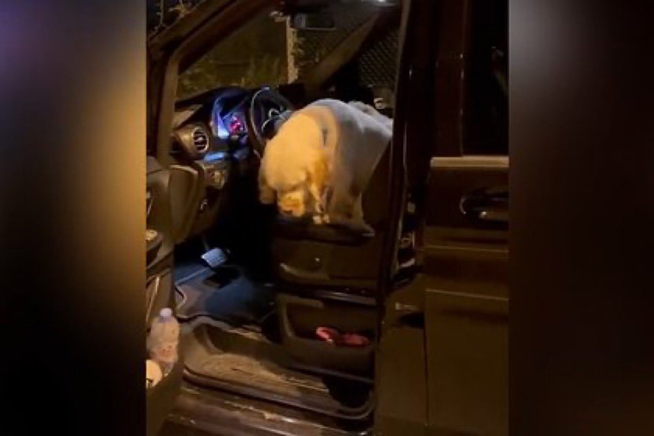 MyLordBebo's tweet photo. 🇩🇪🇷🇺 In Hamburg, a Russian woman's car was taken away and she was left on the road with four dogs.

A resident of St. Petersburg, Irina, went in her car to the World Dog Show in Geneva, along with four pets who took prizes at the competition.

The woman was returning to Russia via Germany in a personal Mercedes car and was supposed to take a ferry to Helsinki in the city of Tavemünde.

70 kilometers from the crossing, the Russian woman was stopped by a patrol. “Ten cars swooped in with their lights flashing and surrounded us. They brought out a service dog from somewhere, started walking around, shining a flashlight into the cabin, talking to someone on the radio,” Irina said.

After inspecting the car, customs officers demanded that the Russian woman leave the car and was given ten minutes to get ready. Irina managed to unload bags, packages, carts, strollers for dogs, and the dogs themselves, but half of the things remained in the car. After this, the woman and four dogs were left on the road in the forest, and the car was confiscated.

As the publication clarifies, German customs seizes the cars of Russian citizens, citing a ban on the import from the Russian Federation to the European Union of goods that “bring significant income to Russia,” including personal vehicles.

— Source 47 News