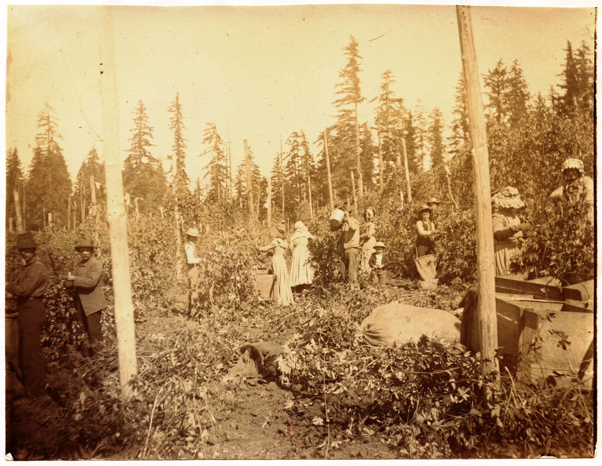 Found in the <a href="/OregonArchives/">Oregon State Archives</a>, here's a photograph of people hop picking in September of 1905. The peak hop picking times in the Willamette Valley are between August and September. These will later become an important part of the beer making process. #TheMoreYouKnow #tbt
