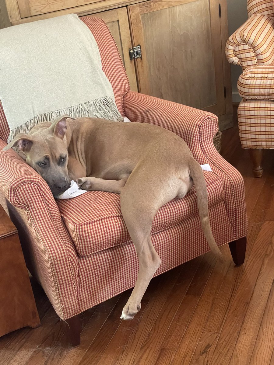 Lola Patolla tweet media