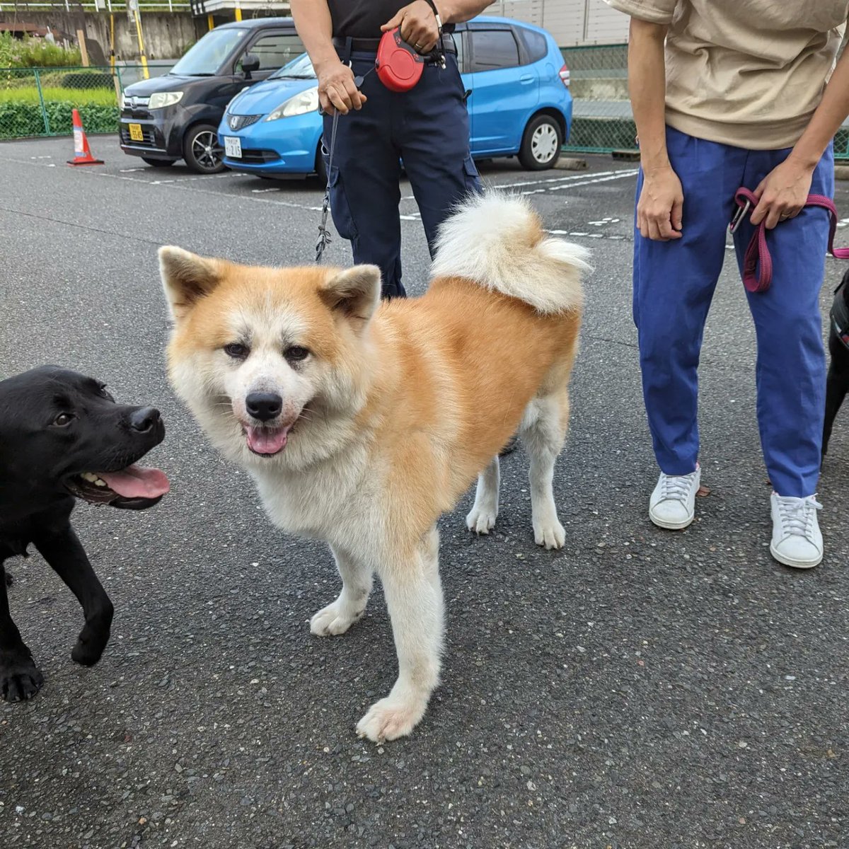 yuiandkohaku's tweet photo. おはようございます♫
最低気温22 .3 ℃の奈良県生駒市地方♫
良い天気の水曜日♫
今日も頑張って杖ありで２㌔歩けました♫
今朝もアナキン君、マ〜ちゃん.、ソチたん、しし丸達とわちゃわちゃ楽しい楽しい時間になりました♫
久しぶりの秋田犬のももちゃんに会いました♫お利口さんな子でした♫ https://t.co/D3sLRjQj7e