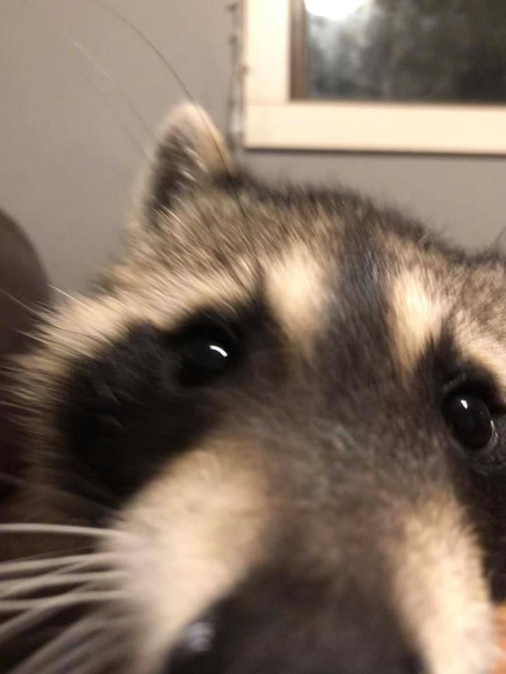 gahxraccoons tweet picture