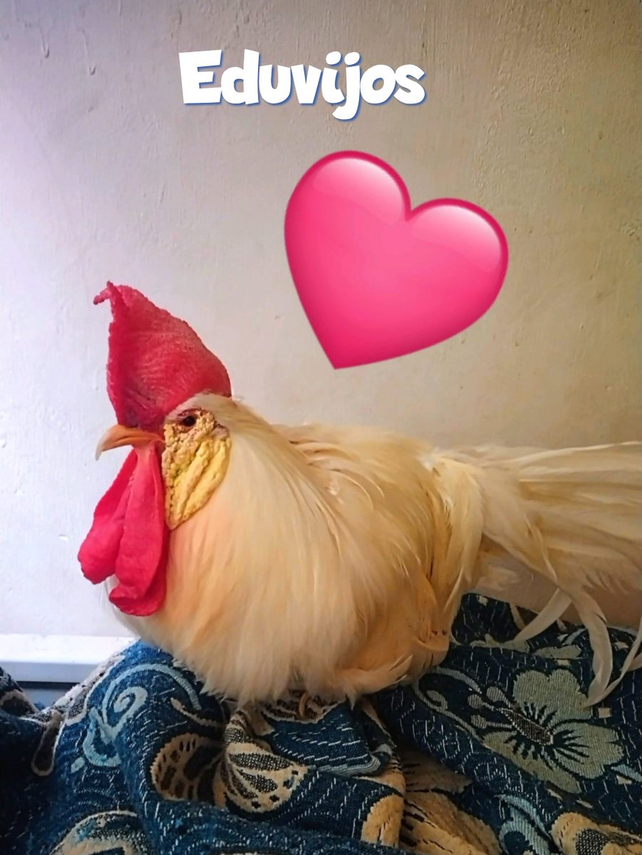 IMaws ~ 🇲🇽 🇺🇲 🐢🐣🐣🐣🖌️🎨💕 tweet media