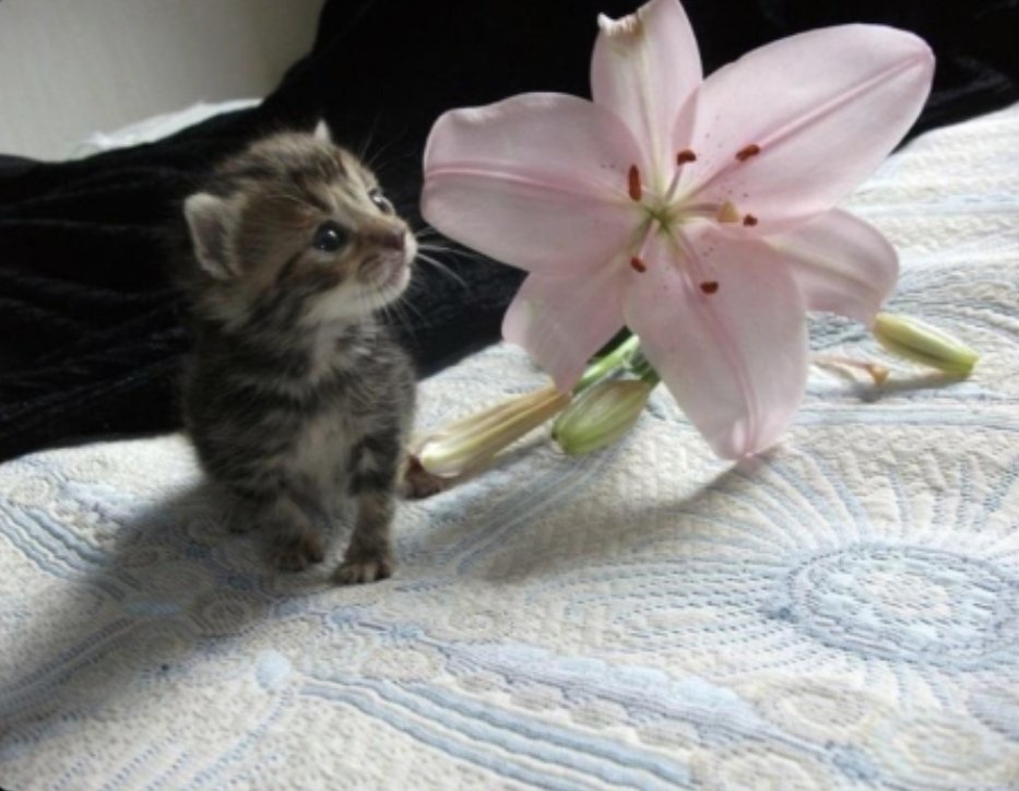 1 flower big