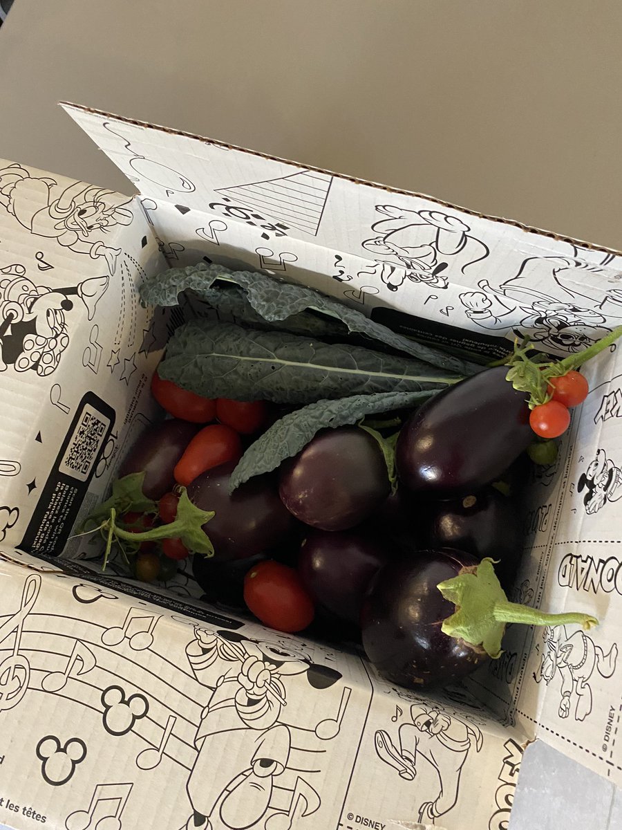 Daniel Pepe tweet media