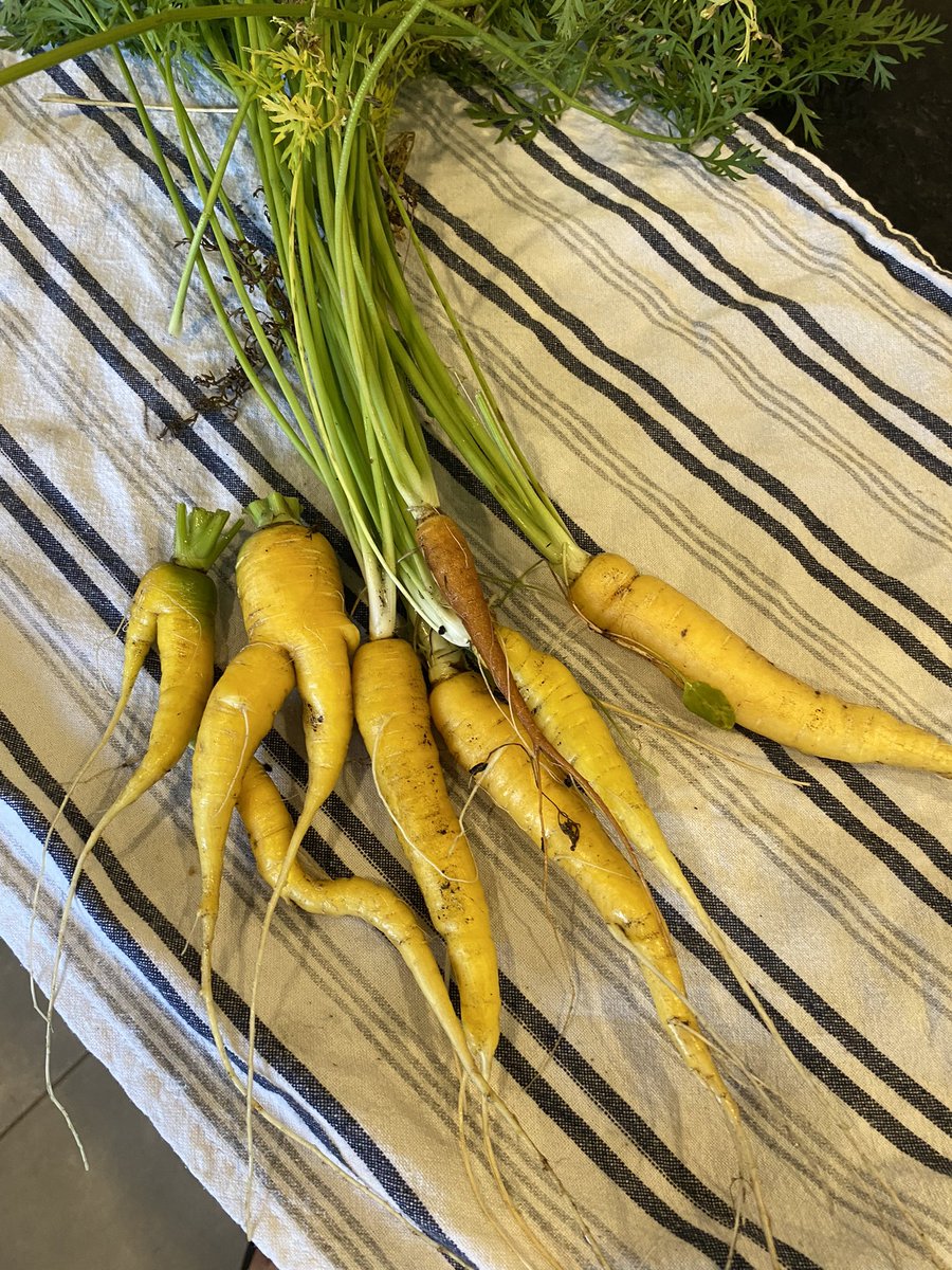 Daniel Pepe tweet media