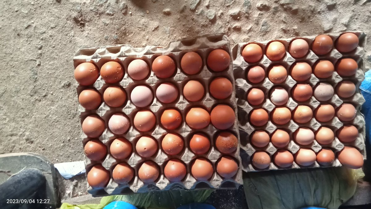 TerdooGambe's tweet photo. Get your eggs at affordable price
#1500 per crate at FHA Nyanyan https://t.co/CYYQi3SMDG.07035016994 https://t.co/dY9TJywk04